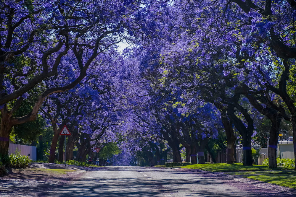 Pretoria photo